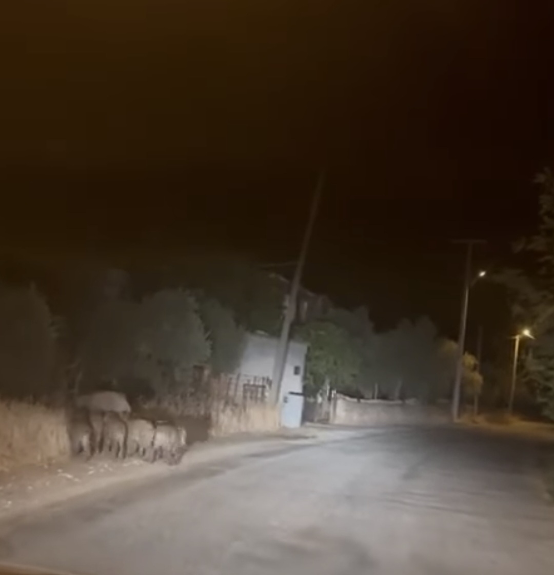 Aydinda Yasandi Domuzlar Mahalleyi Basti 604383 2D115D0841593571Fd822787Acc94F88