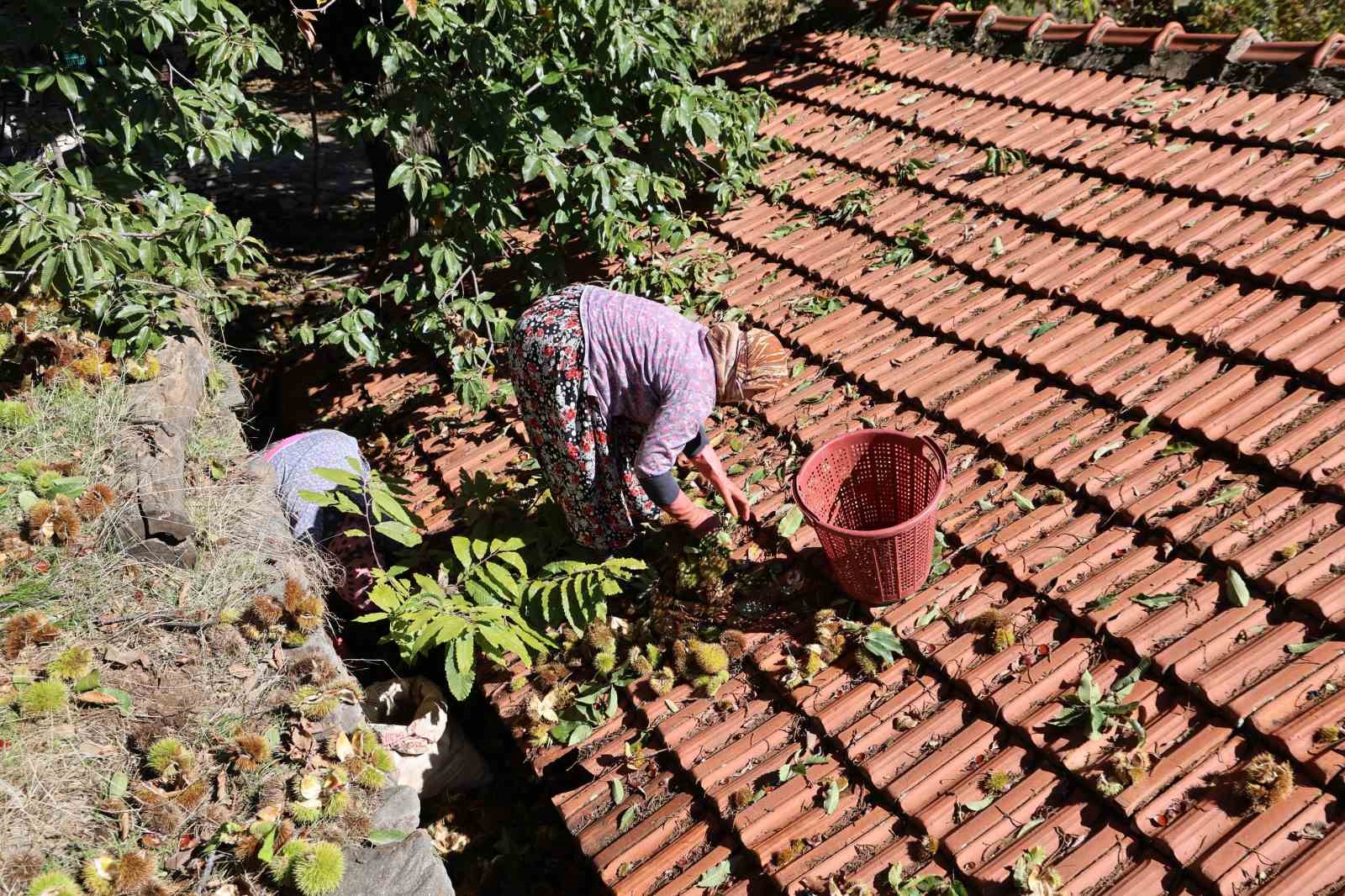 Aydinin Daglarinda Kestane Sezonu Sona Erdi 889Fc55C9D65055C9293B70A411De7Ad