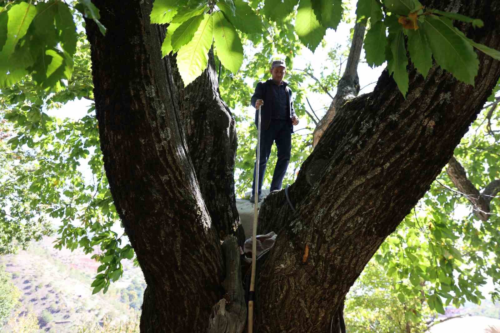 Aydinin Daglarinda Kestane Sezonu Sona Erdi A348324Af71A4607B4E2D851Dec70Bbf