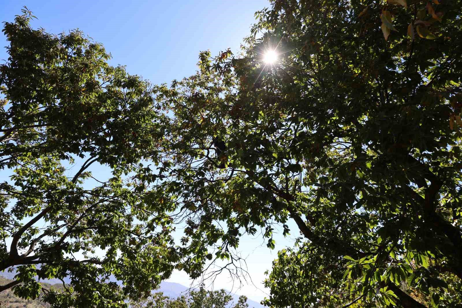 Aydinin Daglarinda Kestane Sezonu Sona Erdi Bb4169A65Cc0A974F1A74522E4A839Fe