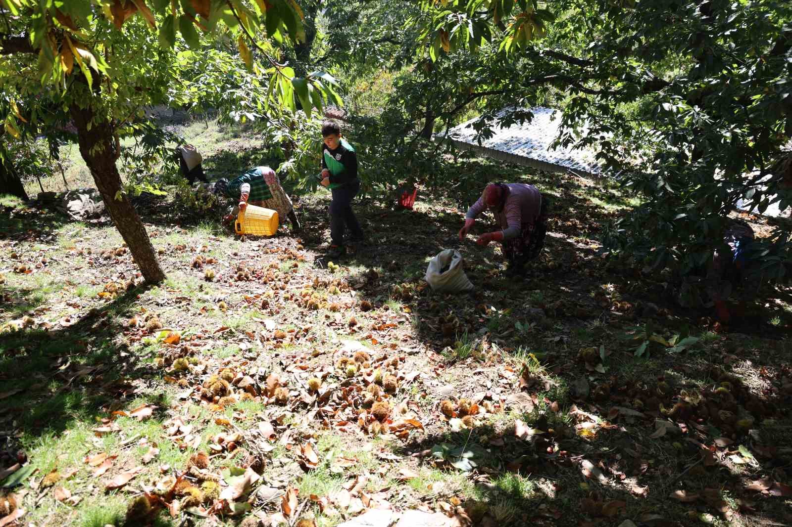 Aydinin Daglarinda Kestane Sezonu Sona Erdi F7450A1Ca6072Aa214Cc0Ab9E24A03A5