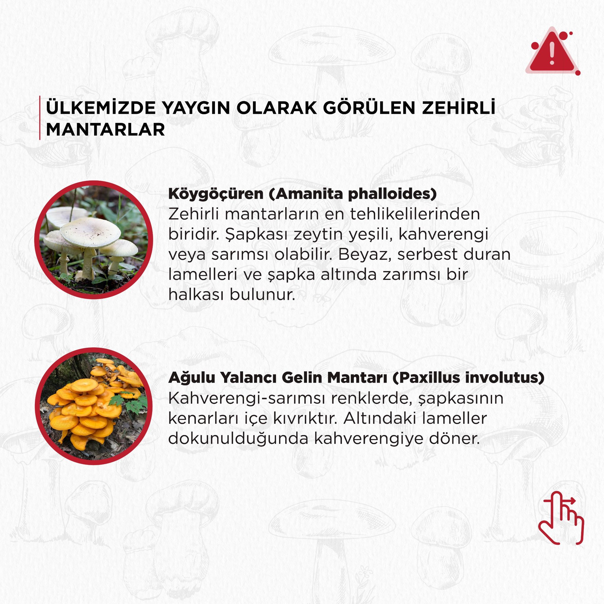 Aydinlilara Mantar Uyarisi 605986 1C8Fa0791C17E82912B02769547Dbce9