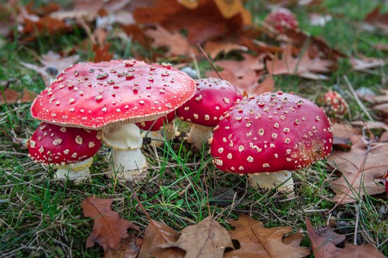 Aydinlilara Mantar Uyarisi 605986 46F33209B30Fca699379055214Fdb9F0