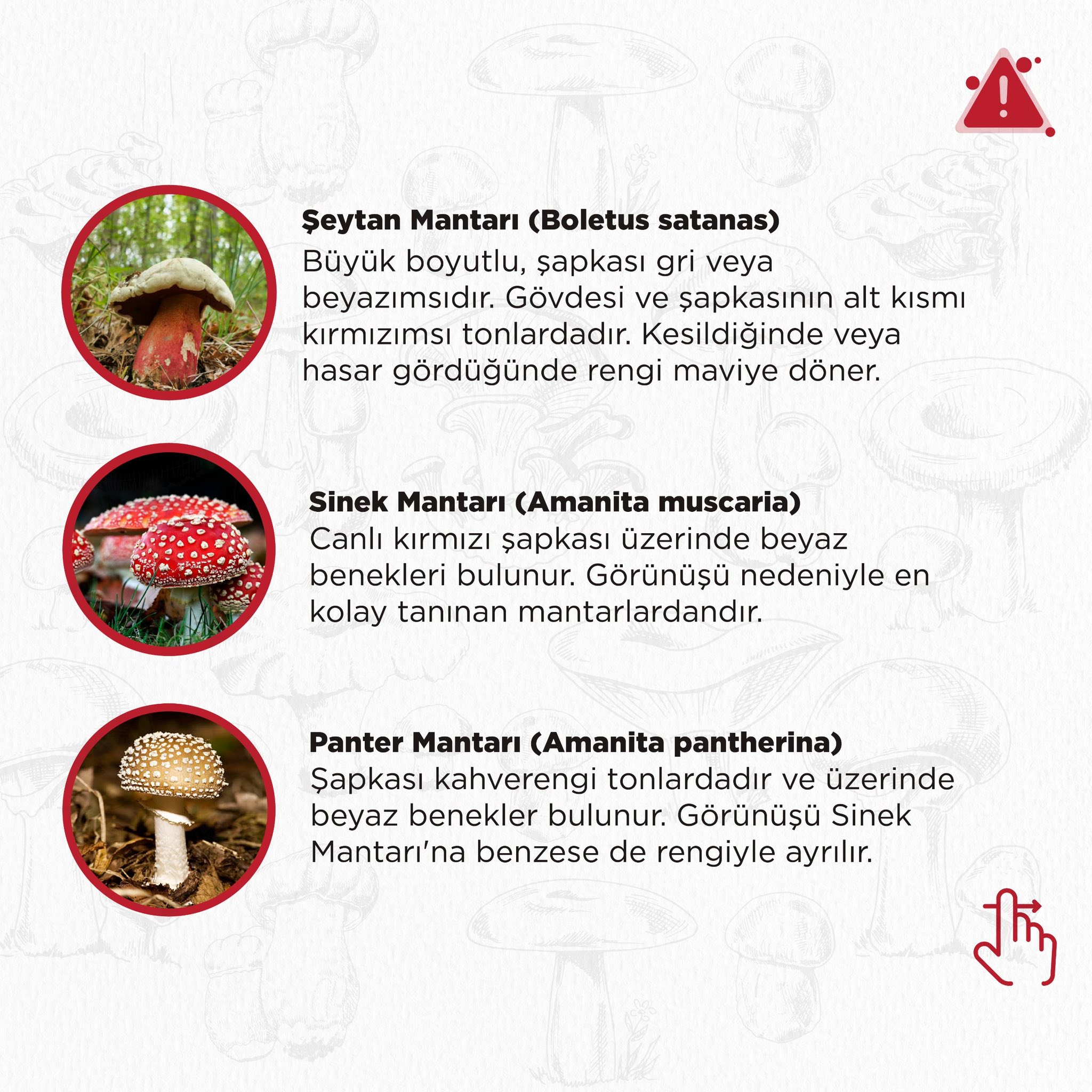 Aydinlilara Mantar Uyarisi 605986 Cb4C0C917B98F42B7981585153F95360