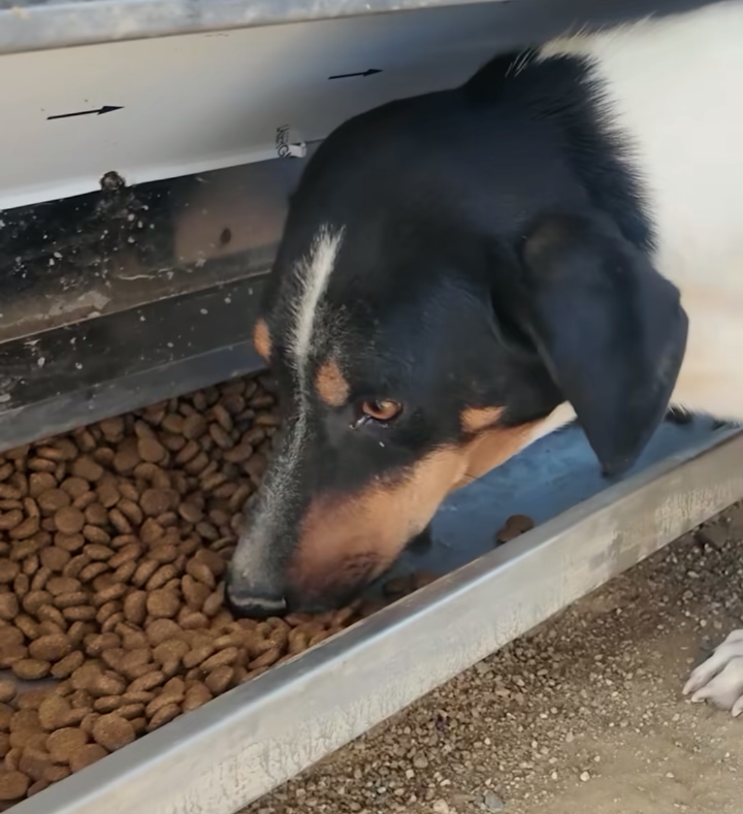 Baskan Cercioglundan Anlamli Proje Aydinda Can Dostlara Yeni Yasam Alani 604216 02B4935391235E627D0D4F187Cc0F3D8