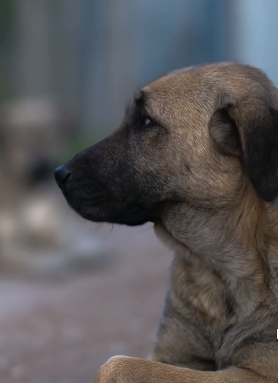 Baskan Cercioglundan Anlamli Proje Aydinda Can Dostlara Yeni Yasam Alani 604216 72480227113A08Af1Ce115D0934185Ff