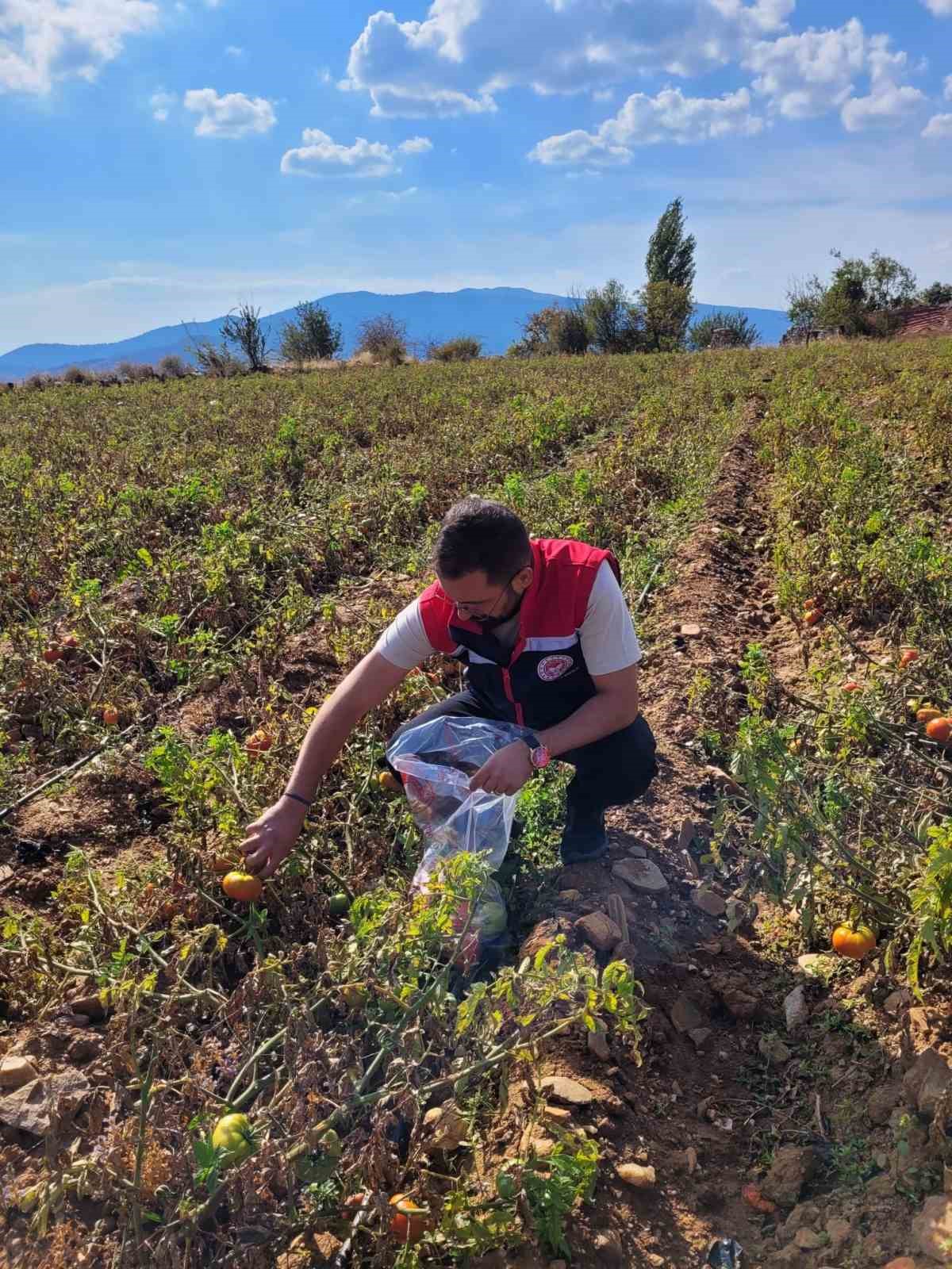 Buharkentte Hasat Oncesi Pestisit Denetimleri Suruyor 92Adf2518B954B2Ef6D9738A279D27E1