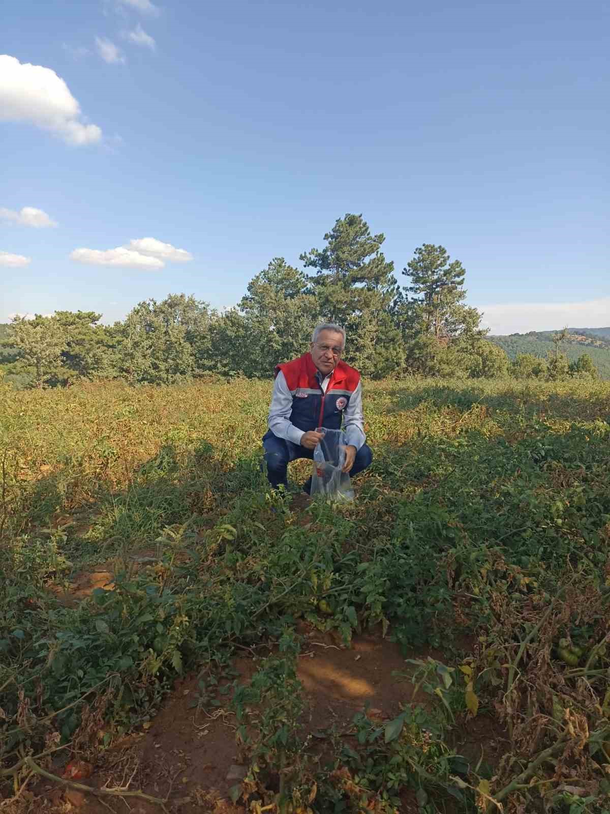 Buharkentte Hasat Oncesi Pestisit Denetimleri Suruyor 9B8474E6Dd956D2D6B8Dfbdfa48D00A4