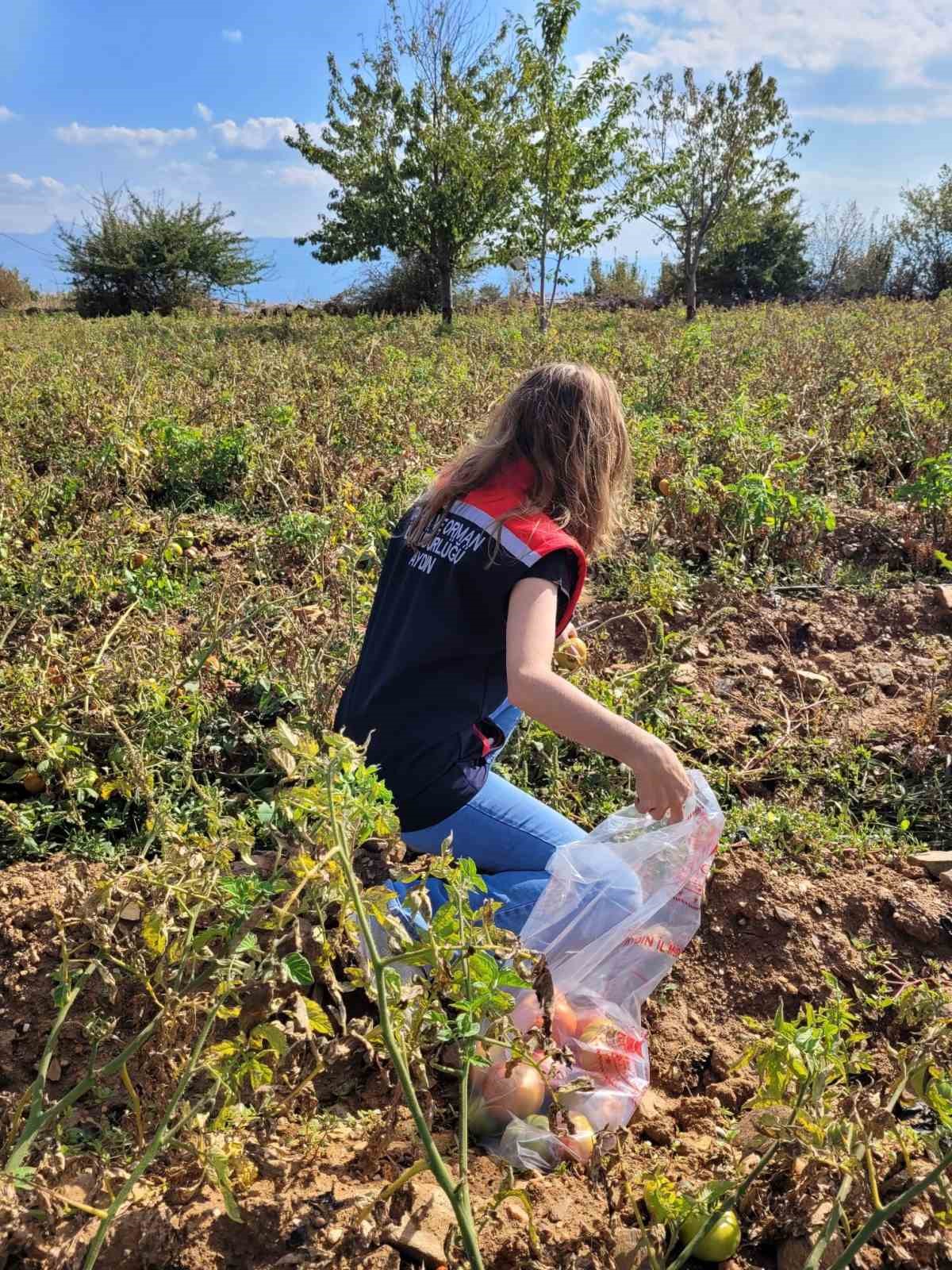 Buharkentte Hasat Oncesi Pestisit Denetimleri Suruyor B6E039833308Cd106848A50Cc91E6C7D