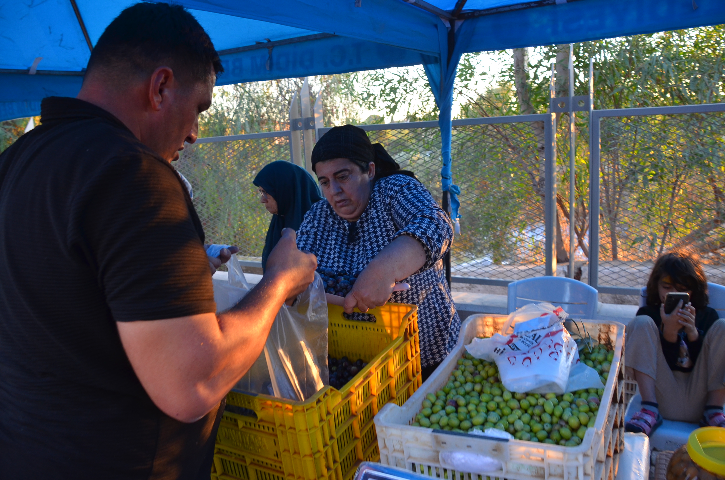 Didim 7 Zeytin Festivali Renkli Goruntulerle Basladi 605885 D77D6B584830263Df0Ff25D68Eb06091