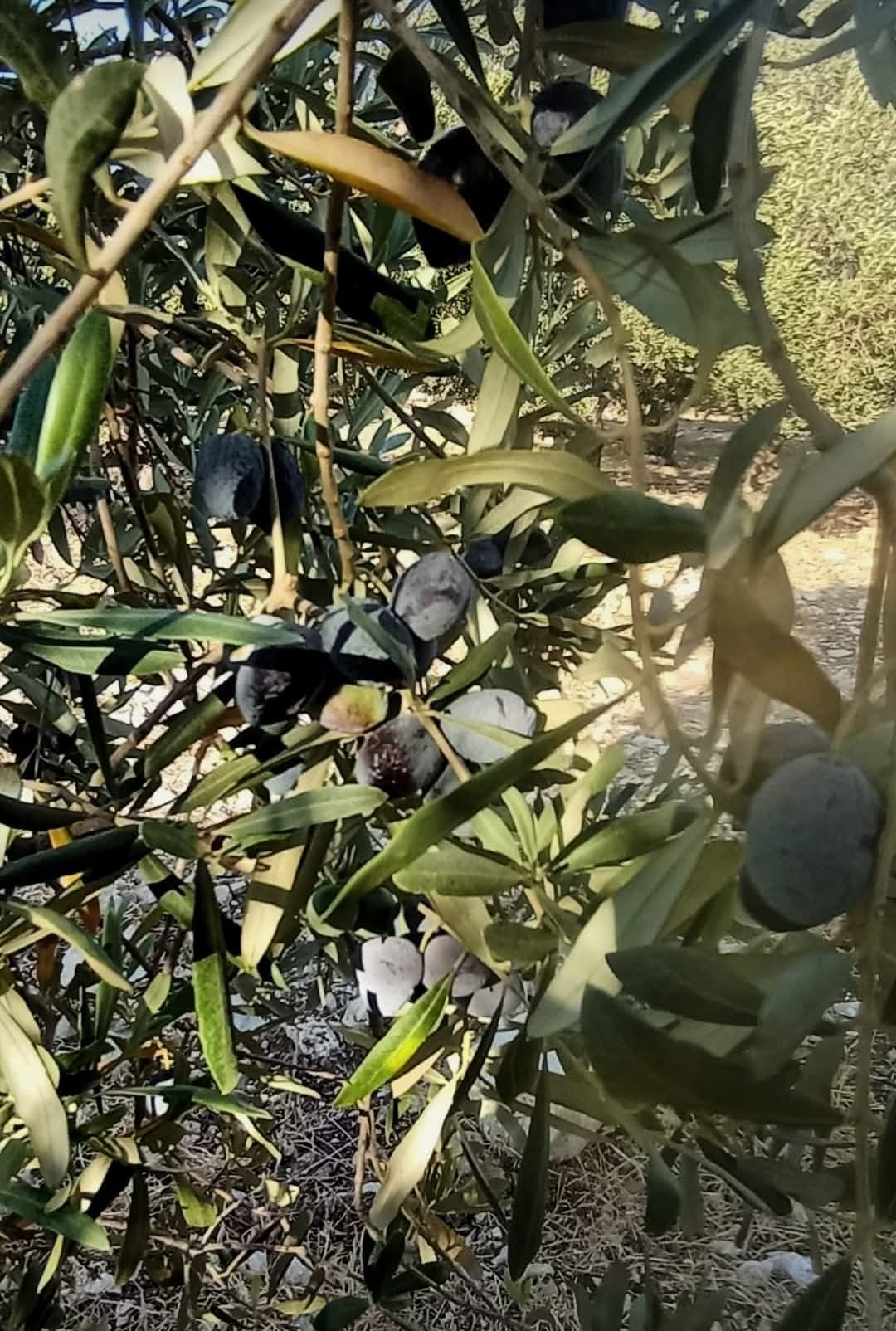 Didimde Dane Zeytin Hasadi Basladi 606928 A2539B78127Cc47Cca4Cae9Bc8789Faf