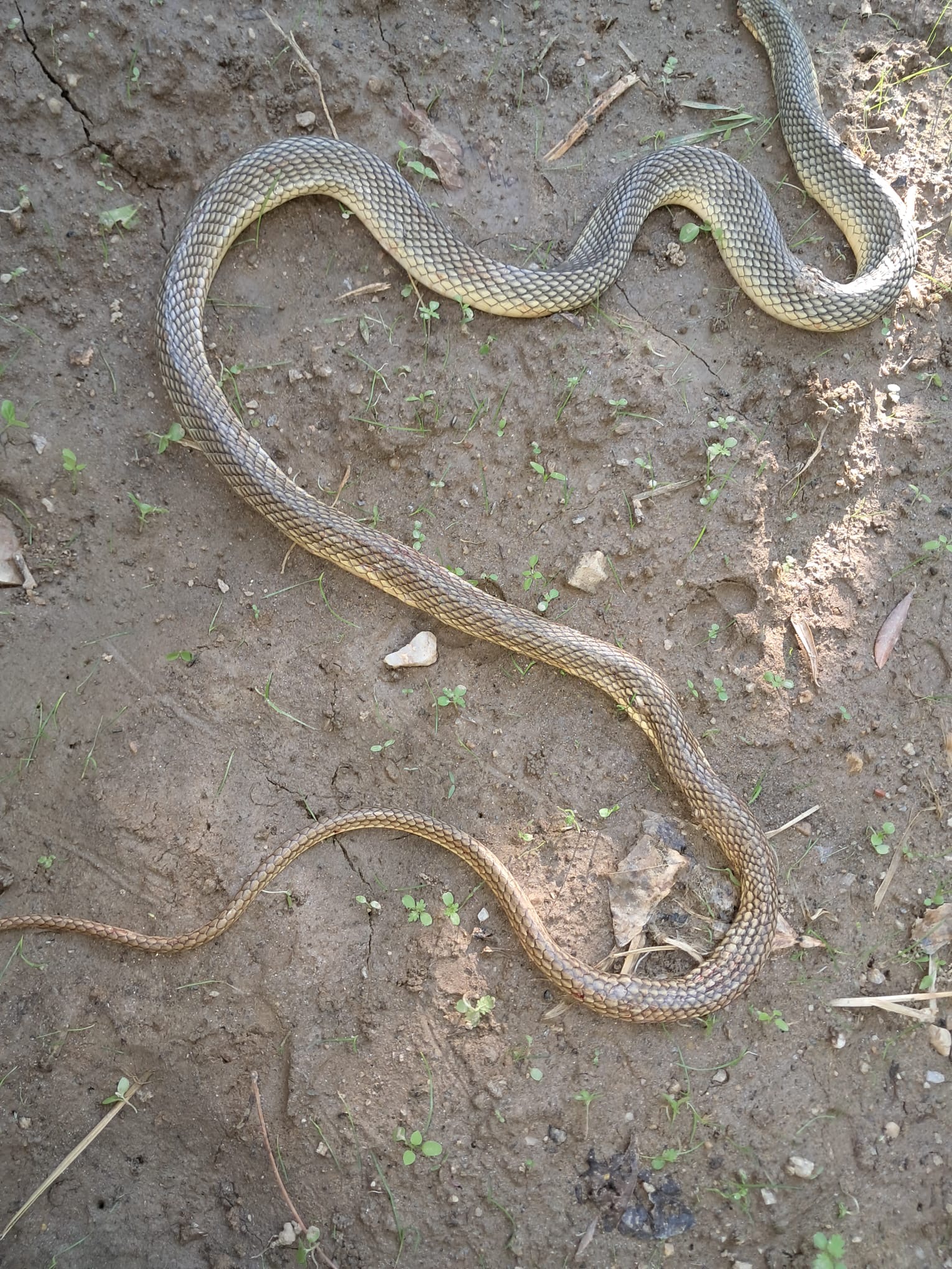 Hala Daha Nazillideler Havalar Sogudu Bozyoruk Yilanlari Hl Goruluyor 604469 E5158A7F0A41478A0F7A2668B3D377C6