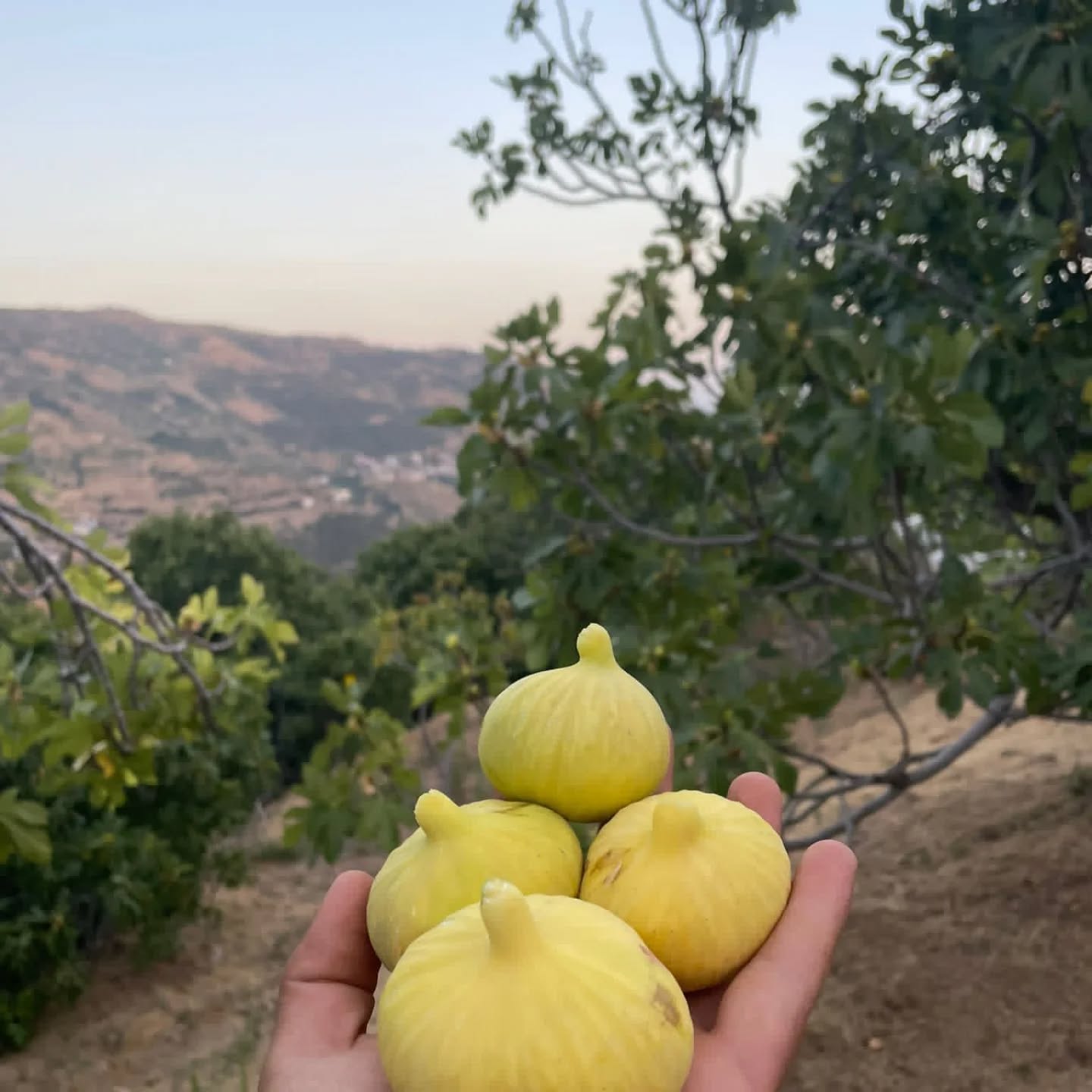 Incir Ureticinin Elinde Kaldi Ciftci Ucuza Bile Satamiyor Alici Yok 608659 6170387746B4Dcedaf29B3B1D673Cbe7