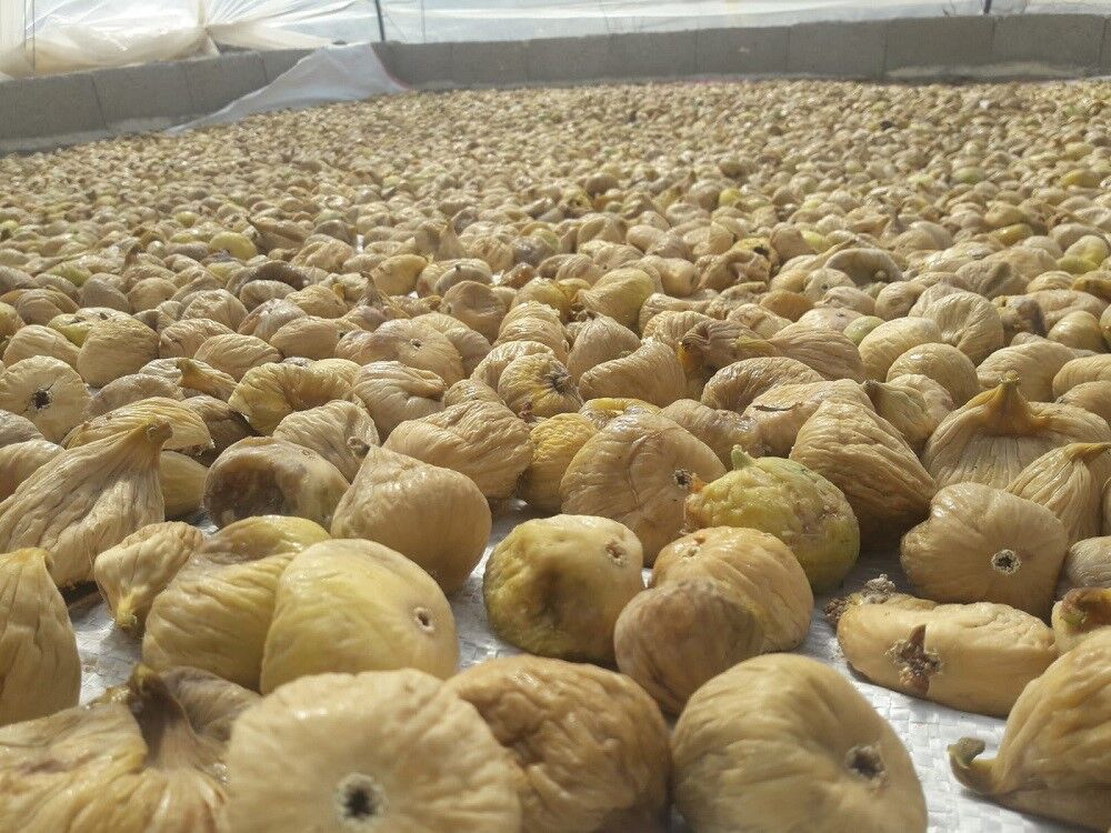 Incirliovada Ciftciden Incirde Fiyat Tepkisi 8Ab9A96Afbcb37Efbf6E2A0E589803C7