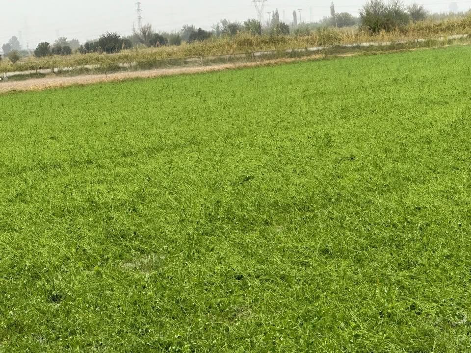 Incirliovada Dolu Felaketi Ceviz Buyuklugundeki Dolu Zarar Verdi 608752 58Dd11559Debecfadfdae4799713A179