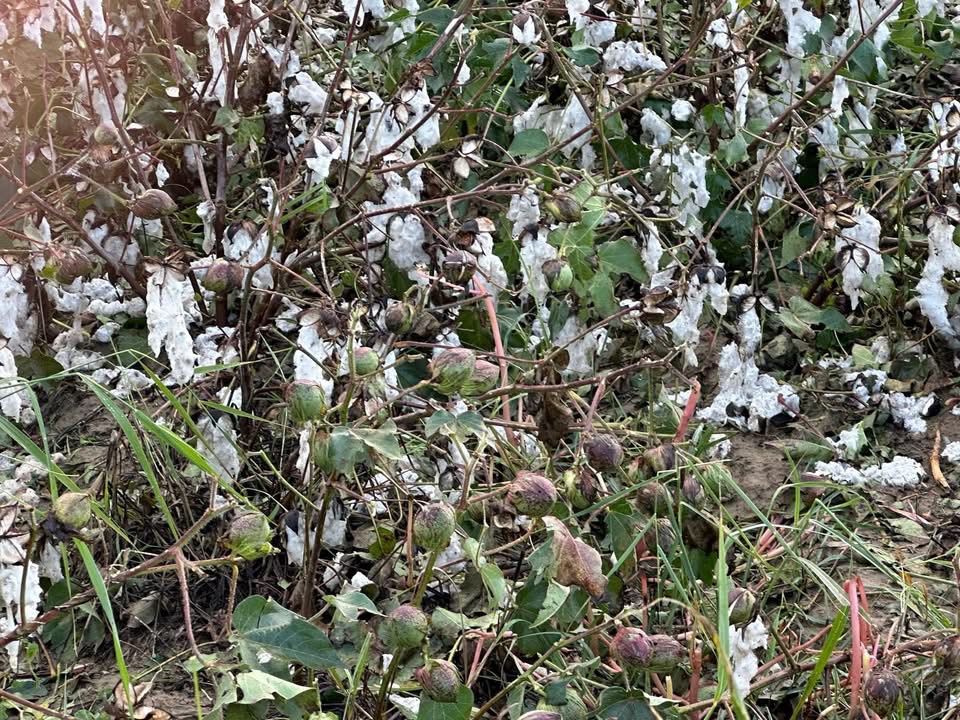 Incirliovada Dolu Felaketi Ceviz Buyuklugundeki Dolu Zarar Verdi 608752 93Ed5C1F53Af158B8Ce4C82Dab4F96C8