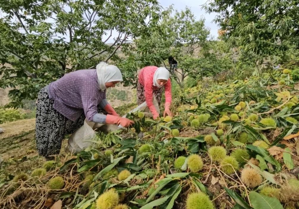 Kestane Nazillide Yetisiyor Unu Bursaya Gidiyor Vatandas Tanitimsizliktan Sikayetci 606369 9663Bbd118Adbe0Ccd057B3Db03045D2