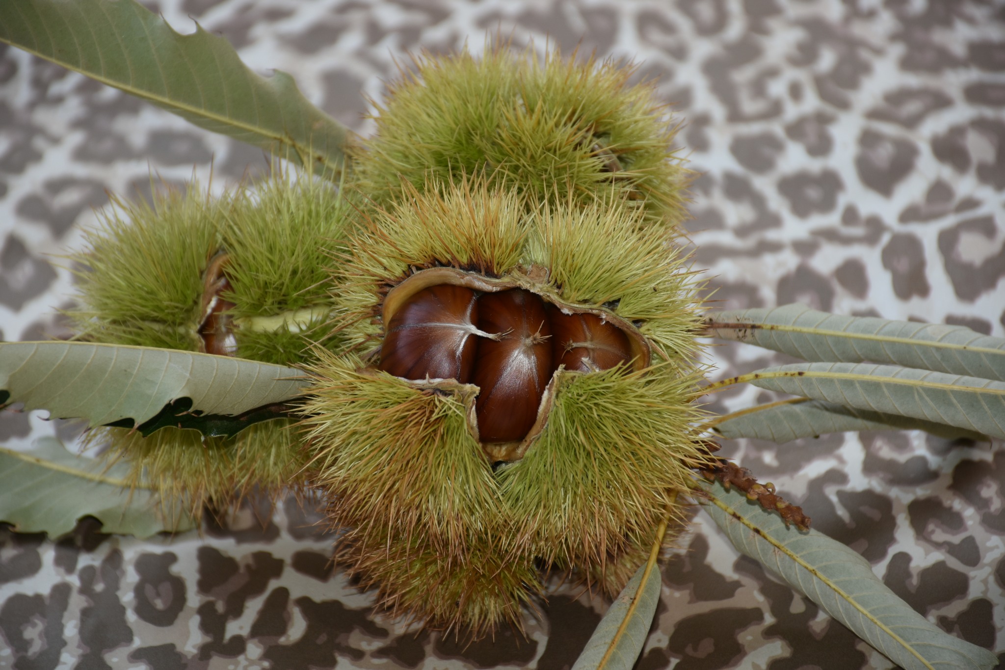 Kestanenin Baskenti Aydinda Hasat Sevinci 607035 2D30664046E0905Ae3E2204E1289A388