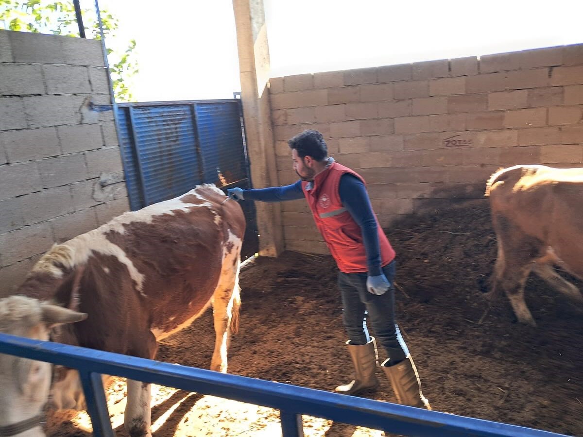 Koskte Buyukbas Hayvanlarda Sap Asilamasi Suruyor Afd6E27A3B0112E8A6C7C3Cd18D0B24E