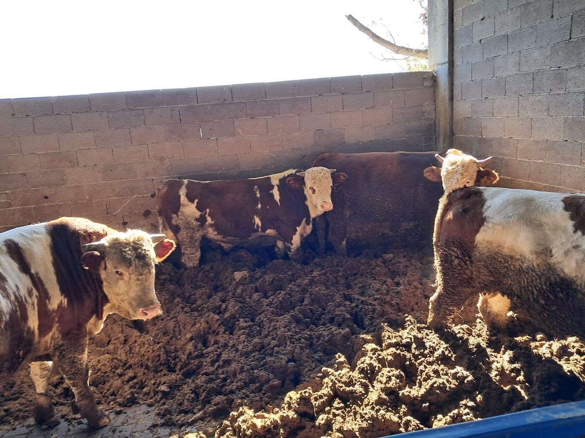 Koskte Buyukbas Hayvanlarda Sap Asilamasi Suruyor F8D3Cb25D09C0E2C50F094Dbe1C3Fad4