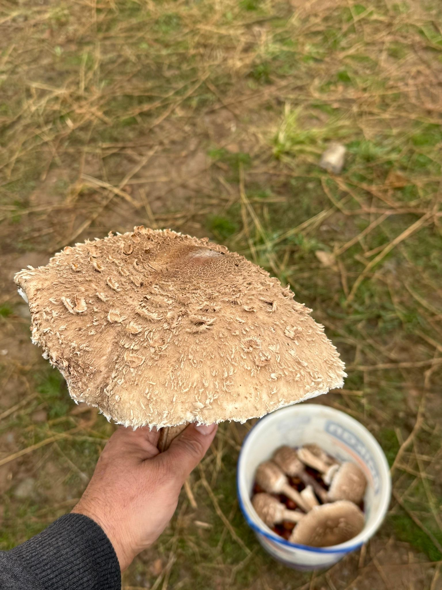 Nazilli Yaylalarinda Mantar Bereketi Basladi 608895 79Ffccca99D0B589A25F18519D78002D