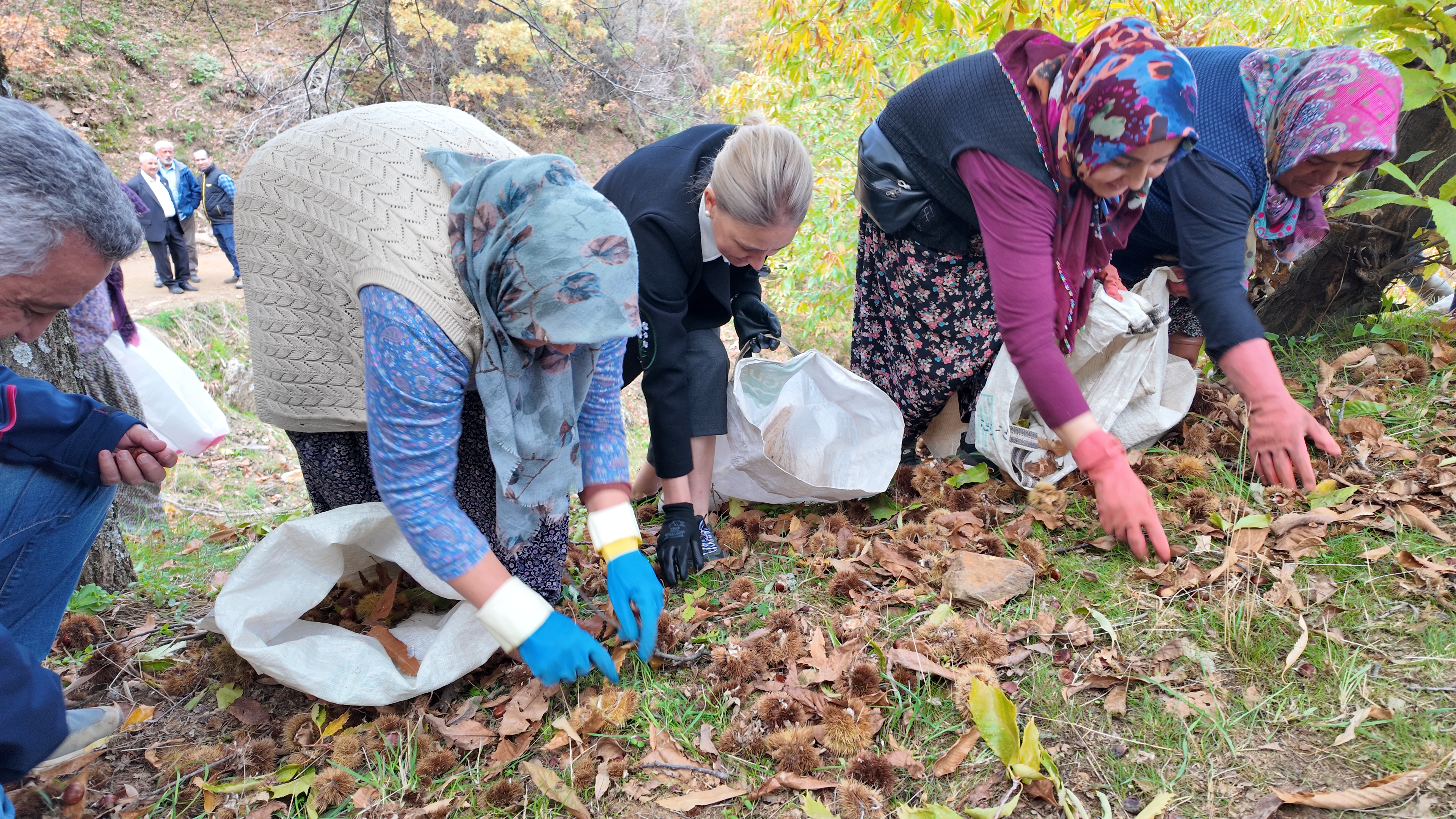 Nazillide Kestane Hasadi Torenle Basladi 610877 498E33B030Bf568E7Feaa5B83C0F03Bb