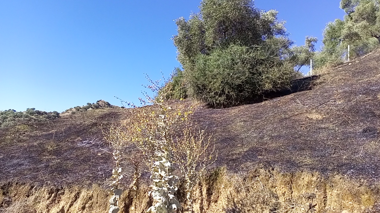 Nazillide Makilik Alanda Yangin Panigi 10 Donum Alan Zarar Gordu 606207 C486A38Ef0A4Da6D9B410559C2C669D8