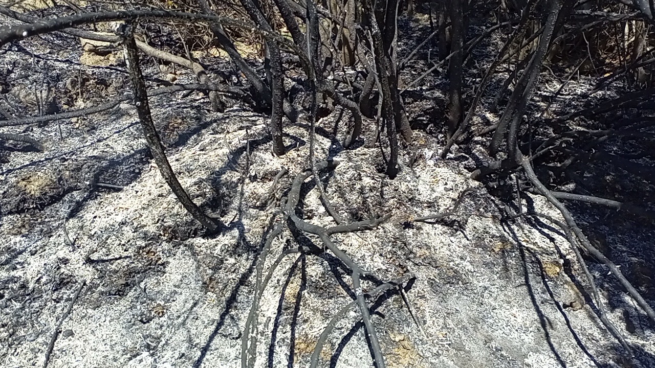 Nazillide Makilik Alanda Yangin Panigi 10 Donum Alan Zarar Gordu 606207 C61D0Ab5F8345Bcc4820367Dbdf2B593