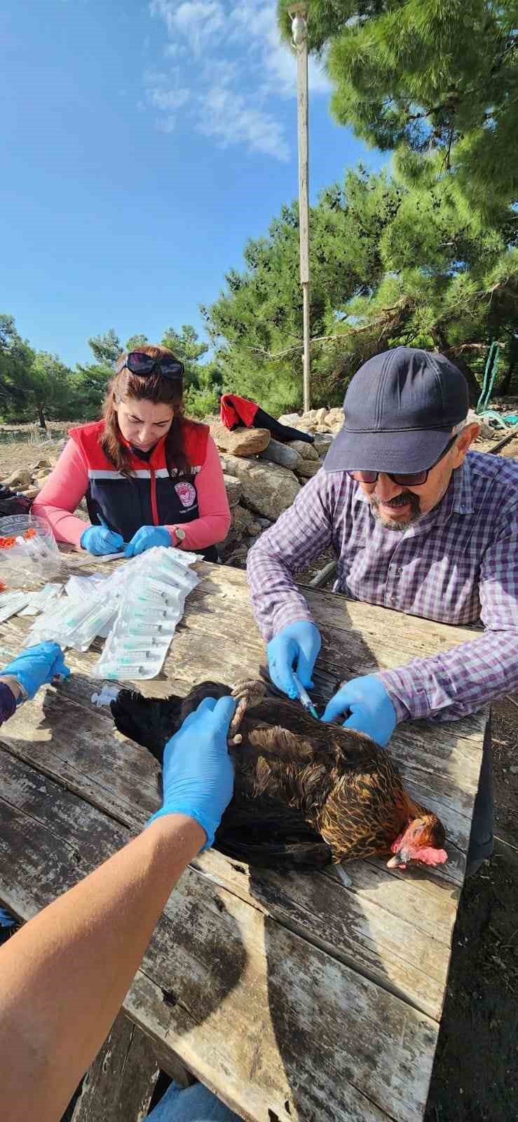 Sokede Kirsal Mahallelerdeki Tavuklardan Kus Gribi Numunesi Alindi 6Ff2B9B6A1496D1Af25Ae27Ab20887Ca