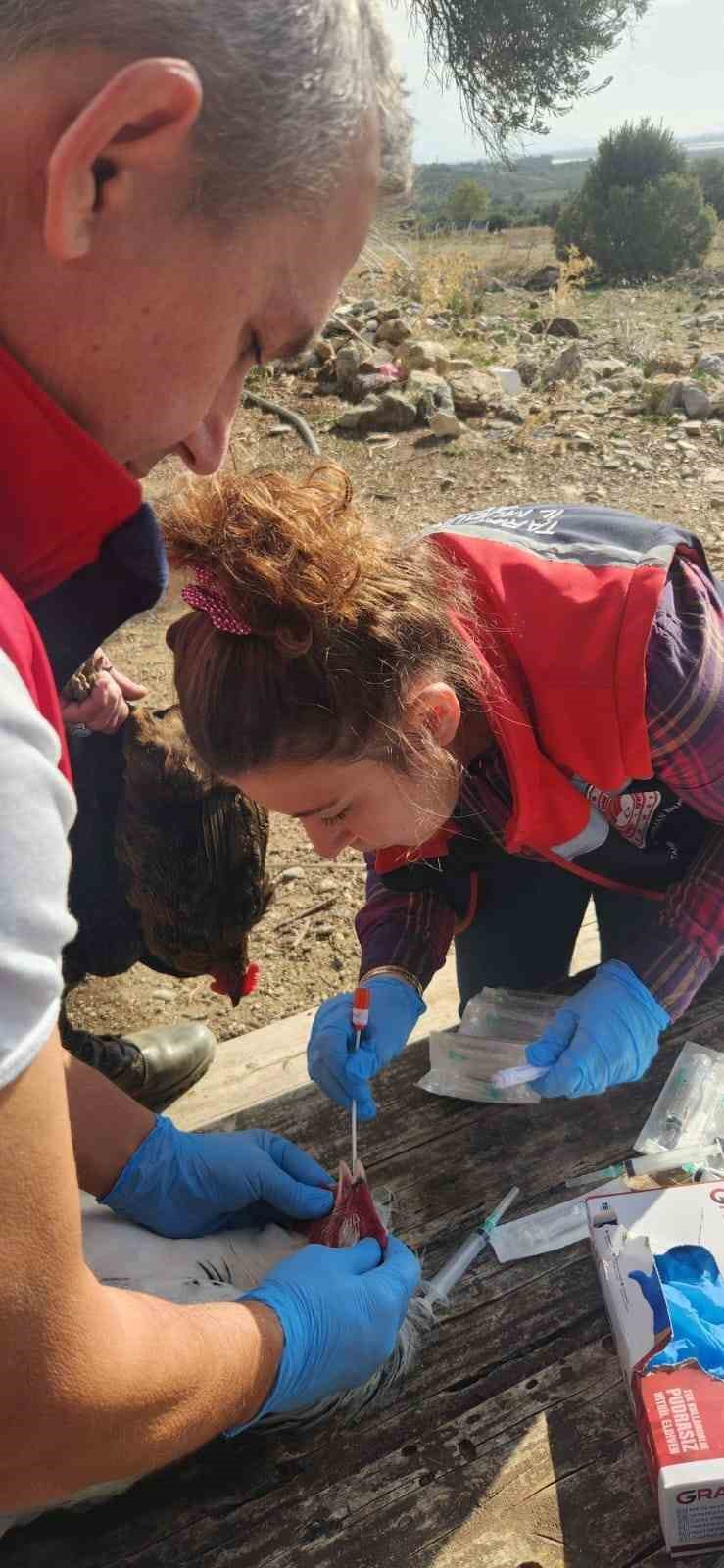 Sokede Kirsal Mahallelerdeki Tavuklardan Kus Gribi Numunesi Alindi 835B0532547F05D93Fd2Af968395B827