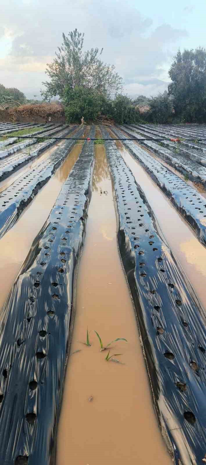 Sultanhisarda Saganak Cilek Tarlalarini Vurdu E2322E6Cf1Fd5Bdbc11C3Ce3Fcdee0C5