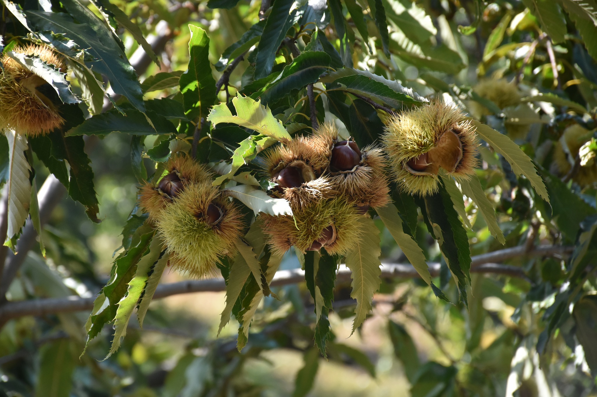 Uretimiyle Tum Turkiyeyi Doyuruyor Nazilli Kestanede Yine Zirvede 607127 3023550E8Eaa28D868841141667Fdb76