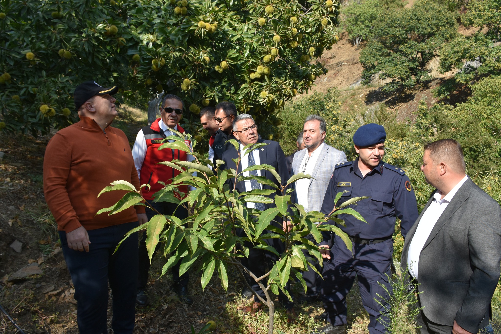 Uretimiyle Tum Turkiyeyi Doyuruyor Nazilli Kestanede Yine Zirvede 607127 F830C8B026F4C5E36Ffda982037A9265