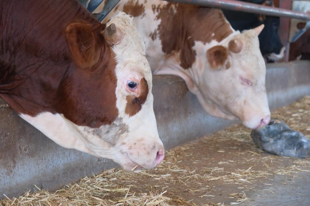 Adsyb Baskani Gungor Sap Vakalarini Degerlendirdi D50855019Cd328Fe6Fcec003Ab81E334