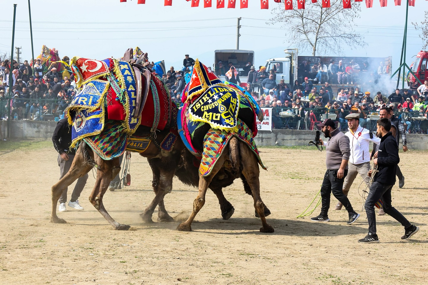 Aydin Buyuksehirden Deve Guresine Destek 617509 76Ba76B1E41992Ed2A30140A3B3773E1
