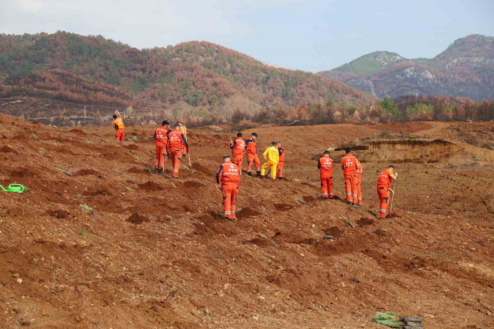 Aydinda 17 Lokasyonda Fidan Dikilecek A781C091Cb8A662F6023A53Fcb5814F7