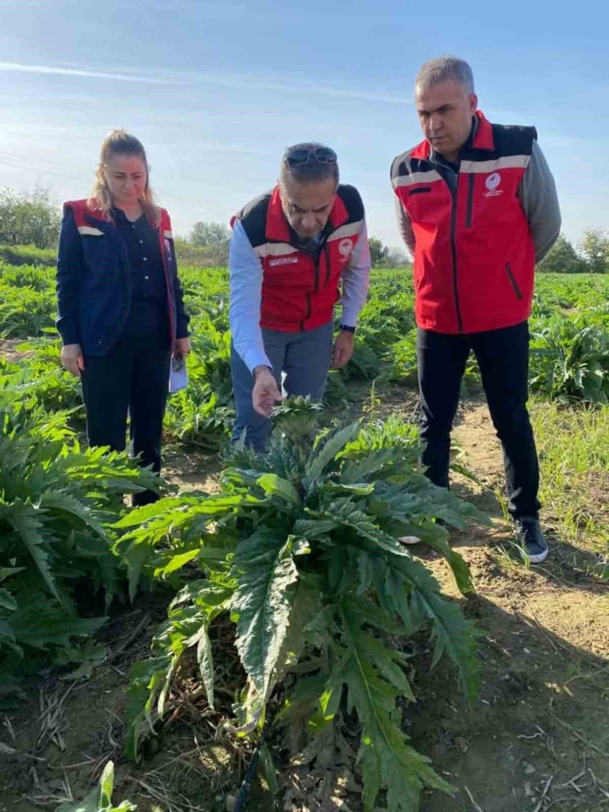 Aydinda Enginar Uretimi Yukseliste 393Ccbbd93D9Cf9Ab53Fb67Ed0F6Cb64