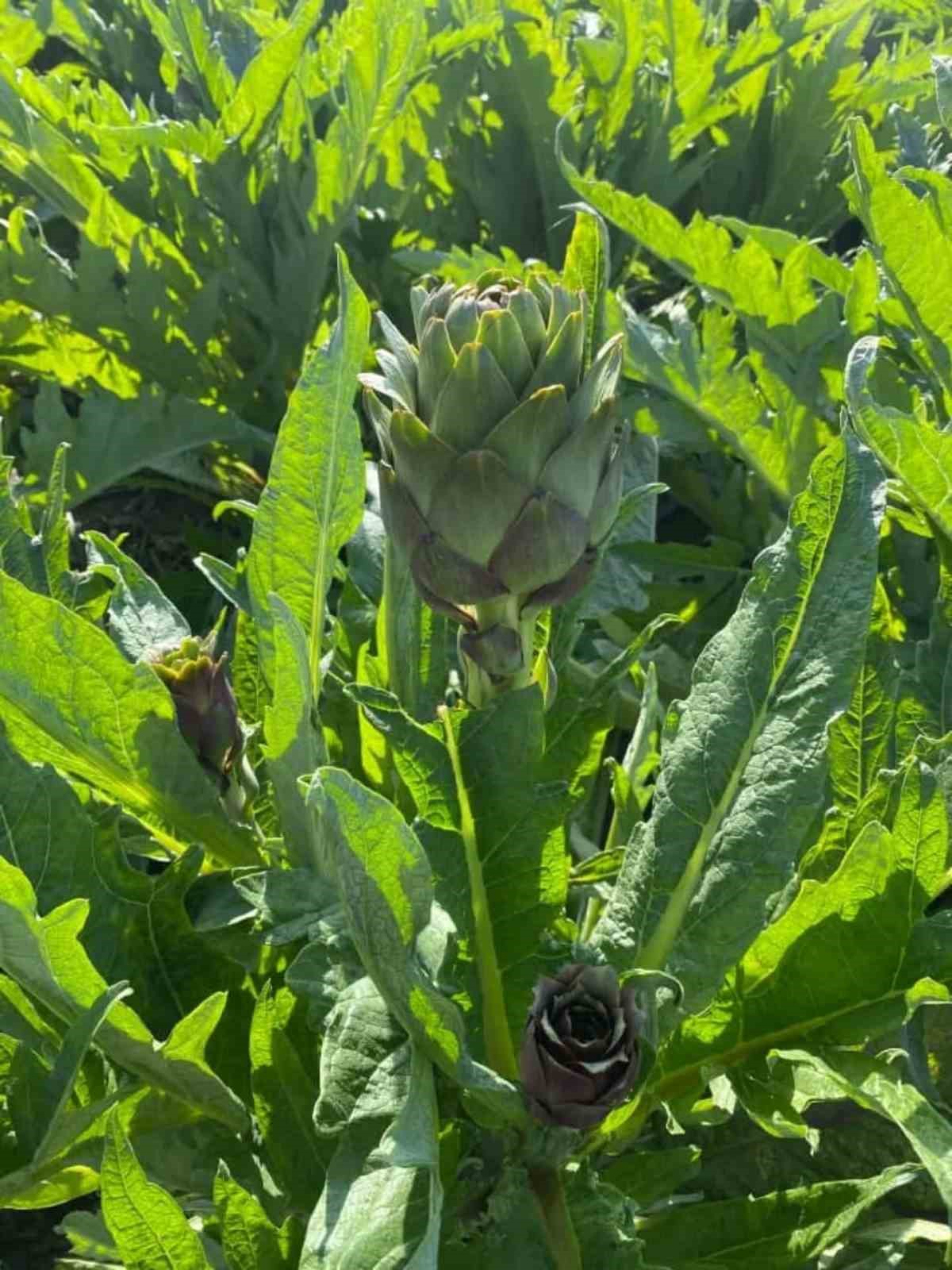 Aydinda Enginar Uretimi Yukseliste Cf36C95B85D1Cfdb13E67B9B3Acb1481