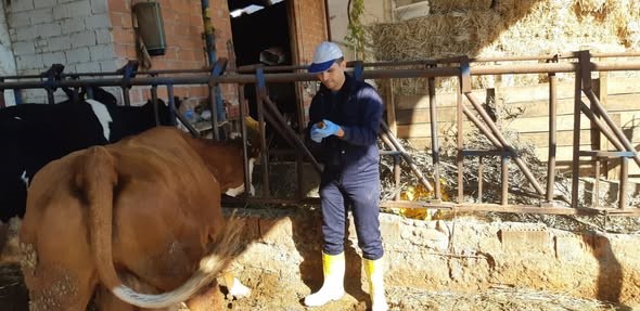 Aydinda Sap Hastaligina Karsi Asilama Calismalari Suruyor D60E8Fa6Cbb300Aef8E1Ad982F52Cbb7