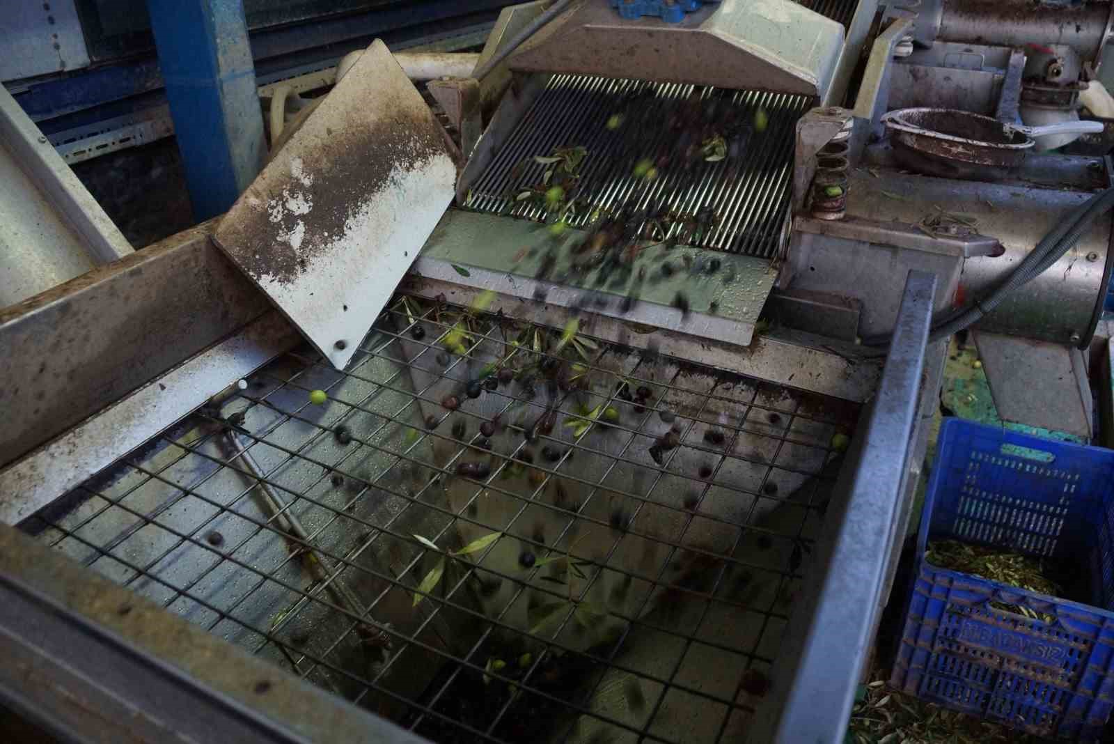 Aydinda Zeytinin Yaga Donusumu Basladi D3D4Ec8F6F4B3A57Cc061E9E187C2666