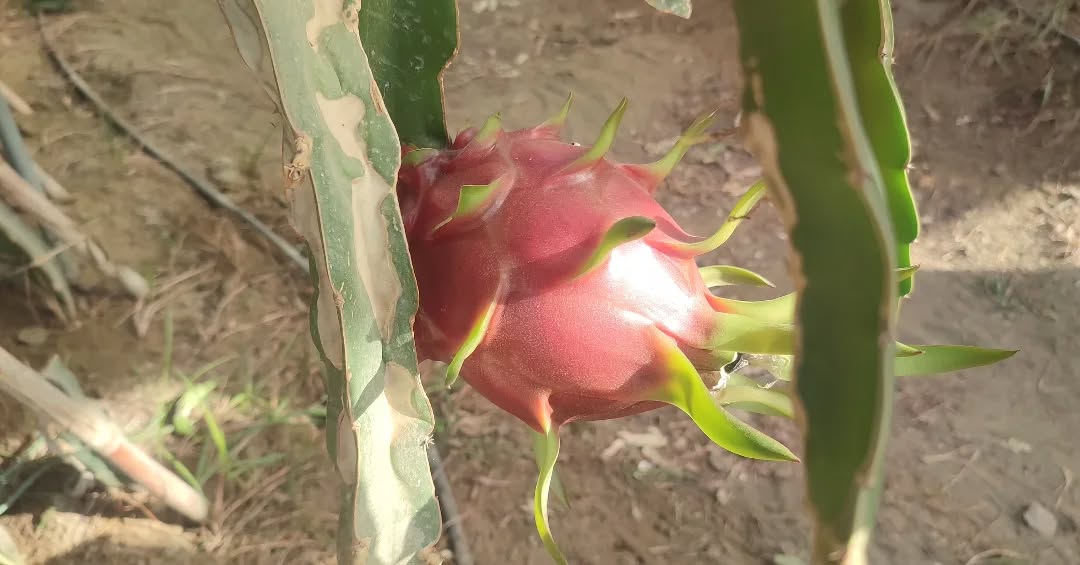 Aydindan Tropikal Atilim 614888 C5753Ca6Ea45Dd7C2A0762Fbb5E18F12