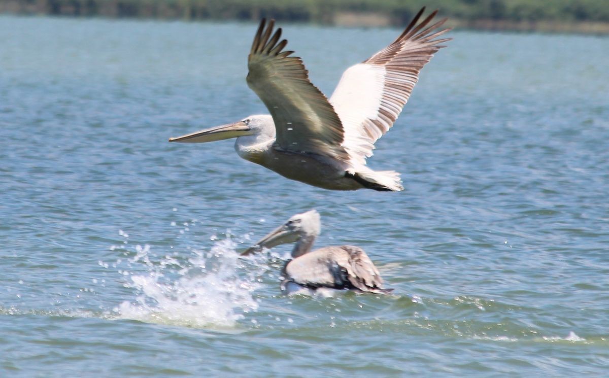 Azap Golunde Oltaya Takilan Tepeli Pelikan Balikcilarin Dikkatiyle Kurtuldu 16D60A03Ab78F3D6B726A8Dc4Ff1D0C9
