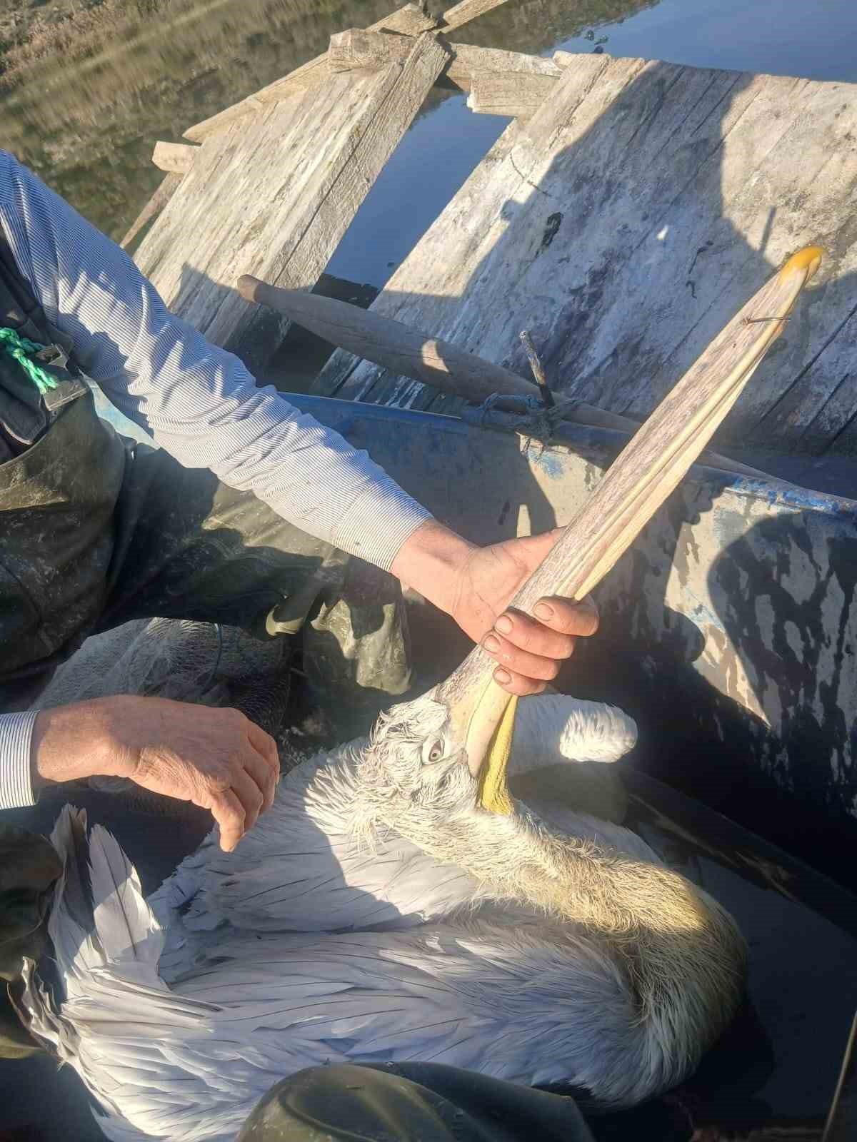 Azap Golunde Oltaya Takilan Tepeli Pelikan Balikcilarin Dikkatiyle Kurtuldu B572A3916Df6Fee40Ce282Dcde7D2495