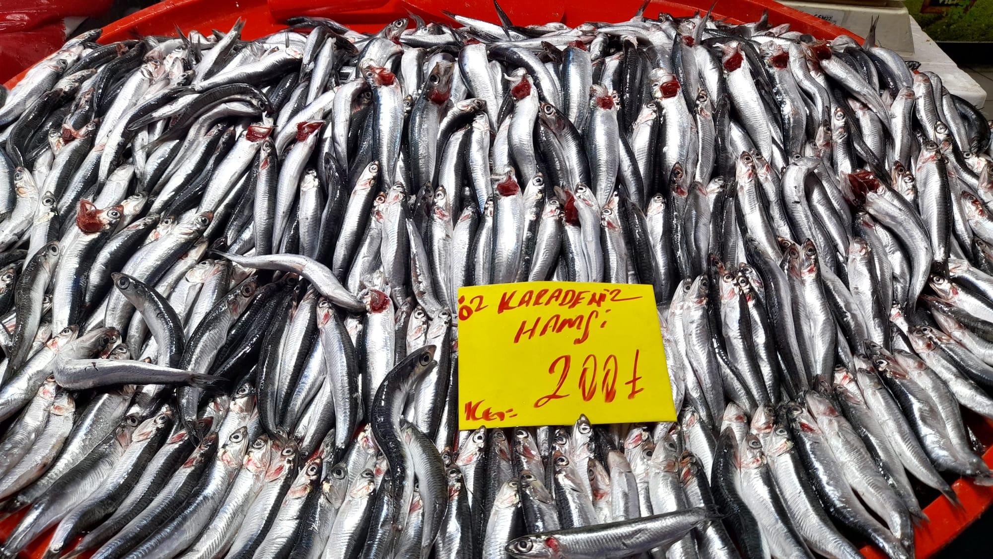 Balik Tezgahlarinda Hamsi Bereketi Basladi 614089 3D3Da521918Cc89Cccbf28744C9E9Eb5