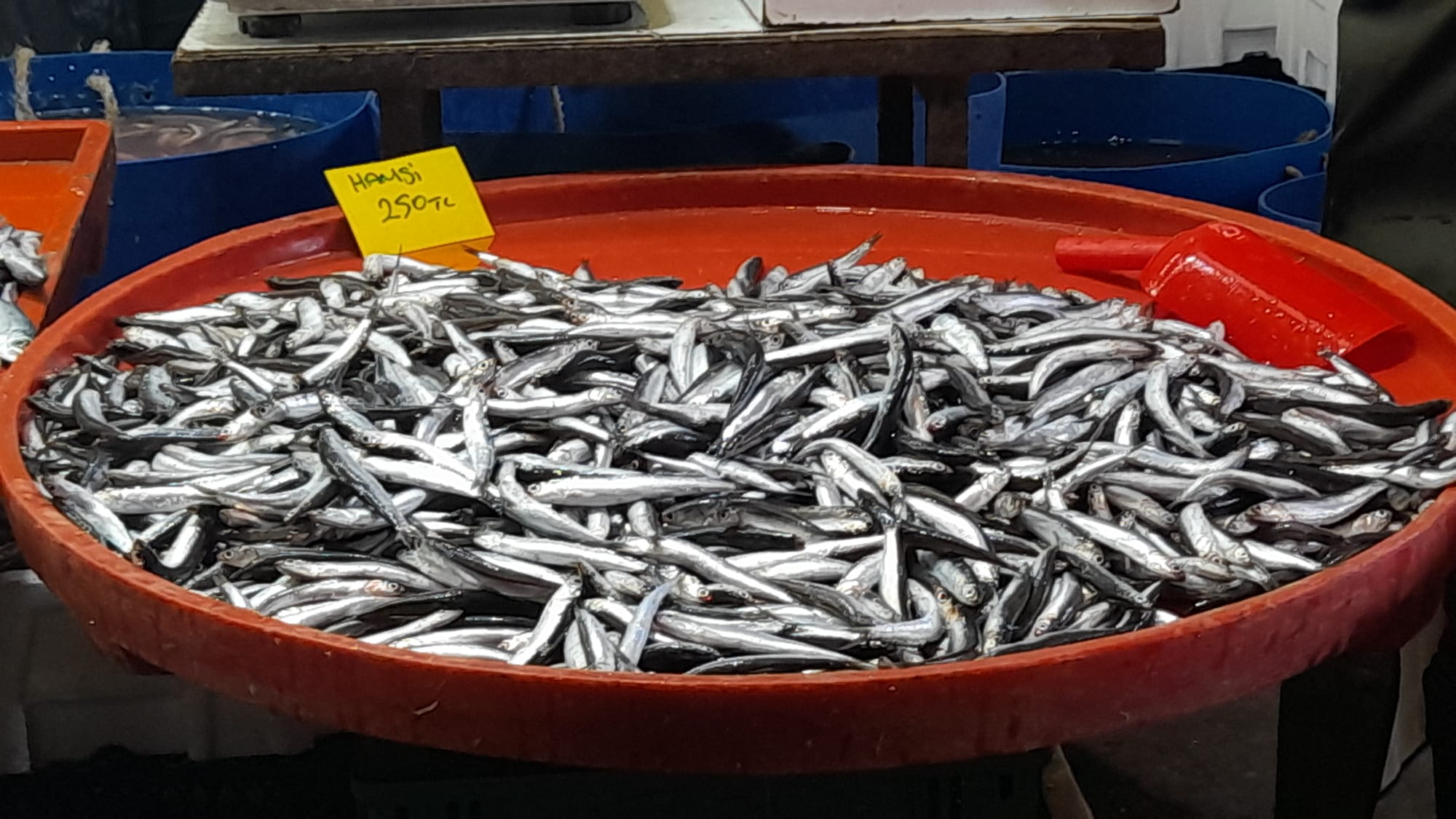 Balik Tezgahlarinda Hamsi Bereketi Basladi 614089 A4Afcd1F092B86Db6B7507Faf47Dea98