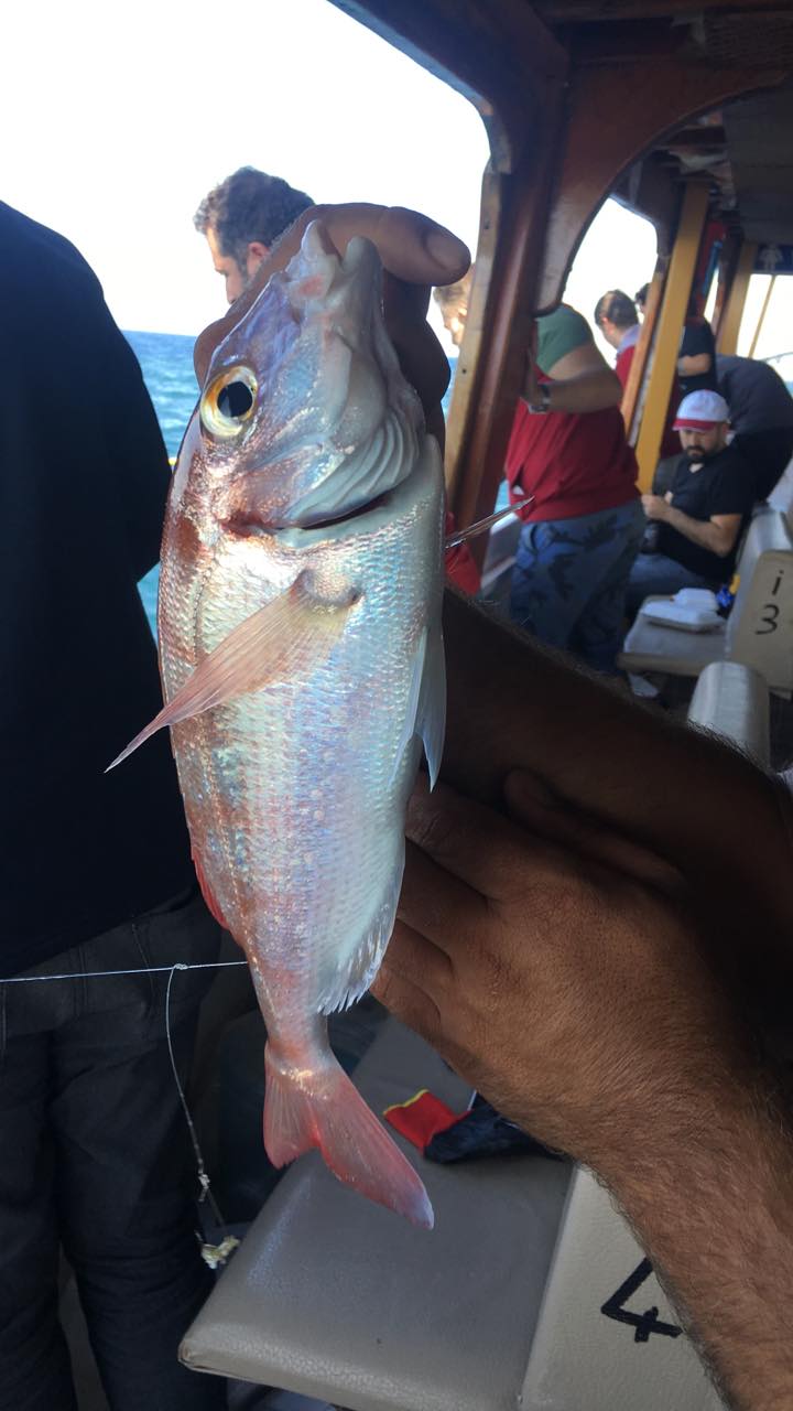 Balik Tutkunlarin Tercihi Didim 617591 A86F2F09665E3D40A4A1B1Aac45Ada2E