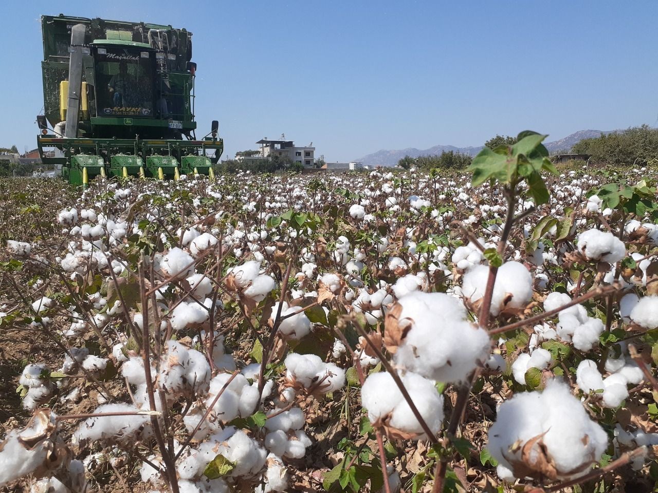 Chpli Bulbul Pamugu Ithalat Lobisine Teslim Ettiniz 612342 2F3B835E895Ed671B5B40Fa4A2A62B27