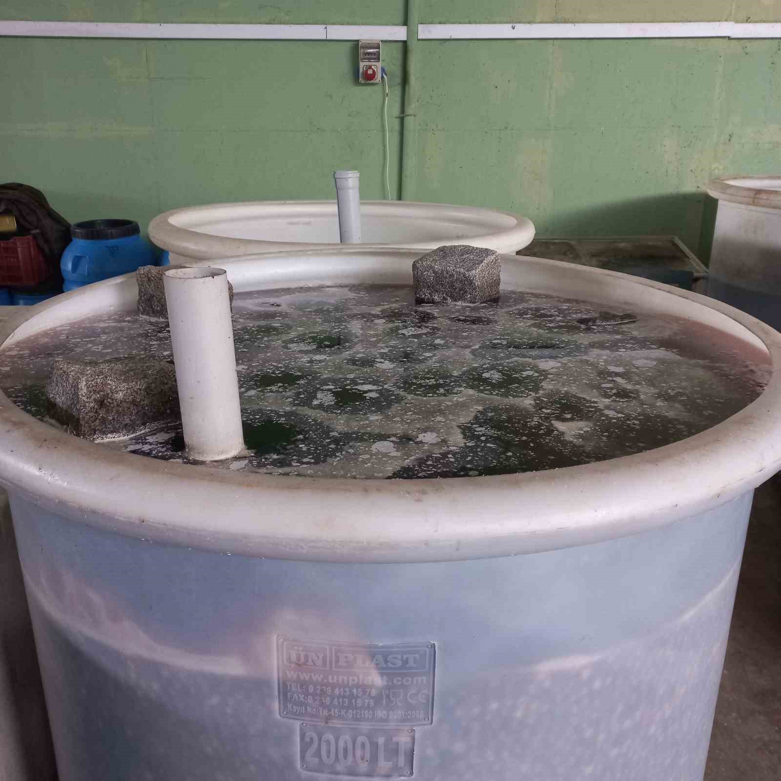 Didimde Organik Zeytin Ve Zeytinyagi Uretim Alanlari Denetlendi 673Eba8352Caecc5Bf10F19B8C154Ae5