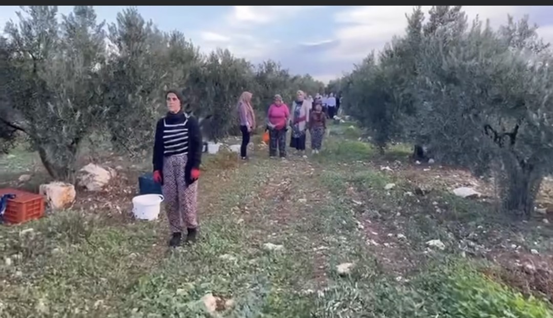 Didimli Zeytin Iscileri 10 Kasimda Atasini Unutmadi 612979 B09Ecf102E2Dd2B5Ab1Feb65D3402D8A