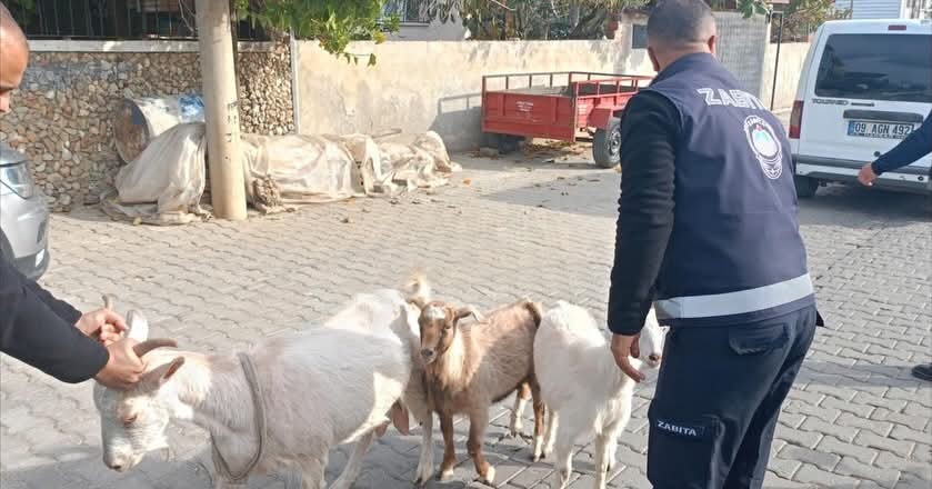 Germencikte Basibos Keciler Toplandi 188D40E4001962175B4994B993Eb9F6D